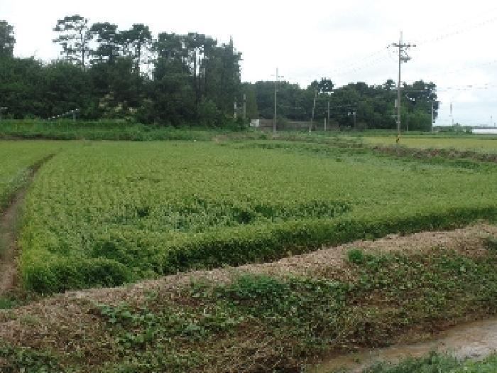 충청남도 논산시 연무읍 마전리 667-3 답 경매 사진 3