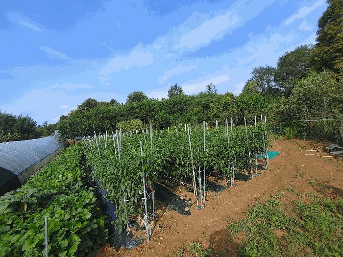 충청남도 부여군 석성면 현내리 718 전 경매 사진 1