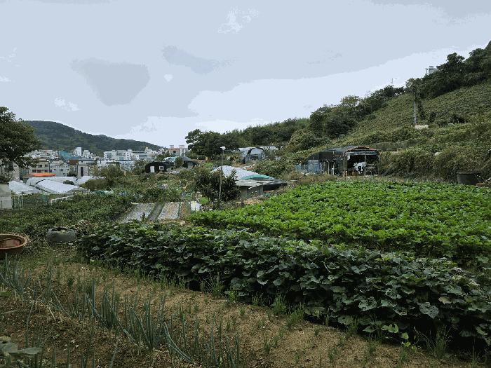 경상남도 통영시 무전동 50 답 경매 사진 5