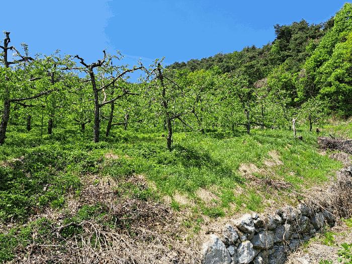 충청북도 충주시 산척면 송강리 1821-7 전 경매 사진 2