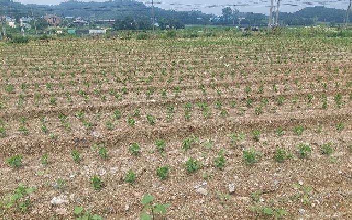 충청남도 아산시 음봉면 신정리 18 답 경매 사진 13