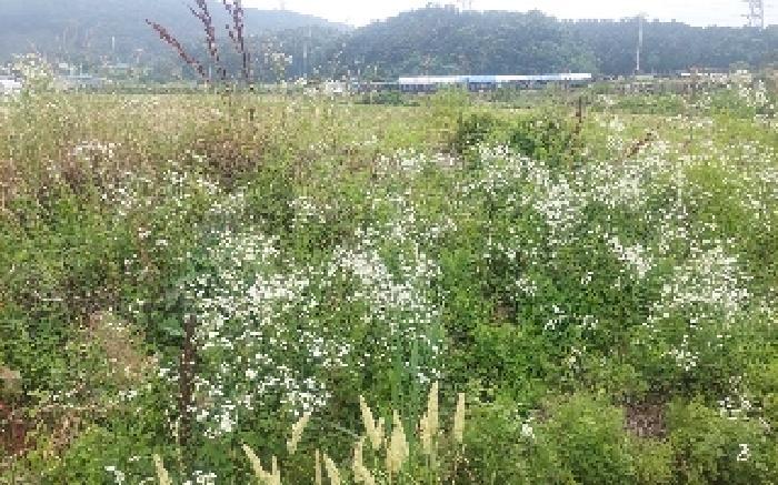 충청남도 아산시 음봉면 신정리 18 답 경매 사진 14