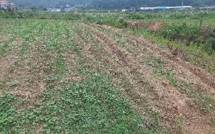 충청남도 아산시 음봉면 신정리 18 답 경매 사진 19
