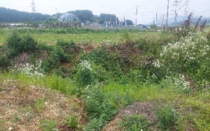 충청남도 아산시 음봉면 신정리 18 답 경매 사진 20