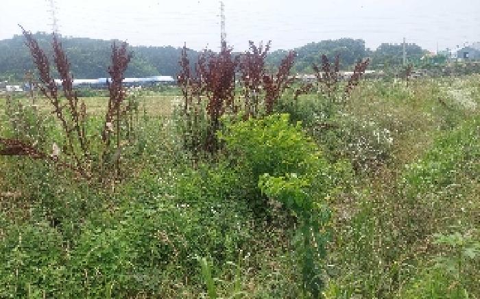 충청남도 아산시 음봉면 신정리 18 답 경매 사진 23