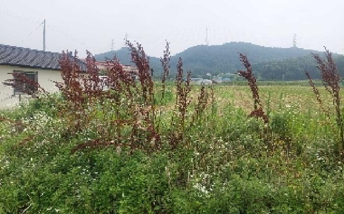 충청남도 아산시 음봉면 신정리 18 답 경매 사진 24