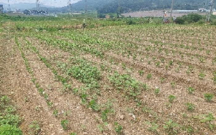 충청남도 아산시 음봉면 신정리 18 답 경매 사진 25