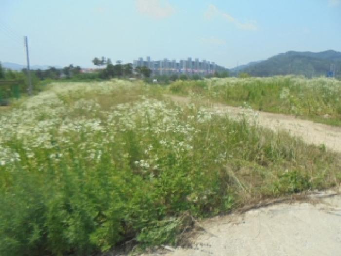 충청북도 음성군 음성읍 평곡리 935-1 2층202호 다세대(빌라) 경매 사진 25