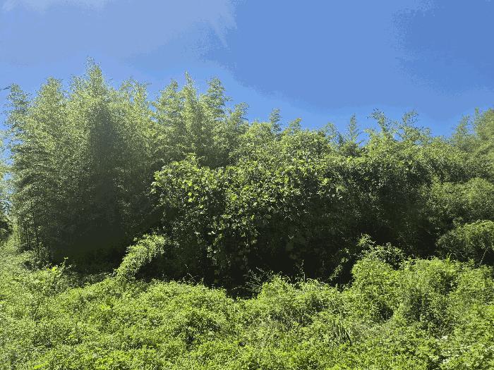 경상북도 포항시 남구 장기면 양포리 46 답 경매 사진 3
