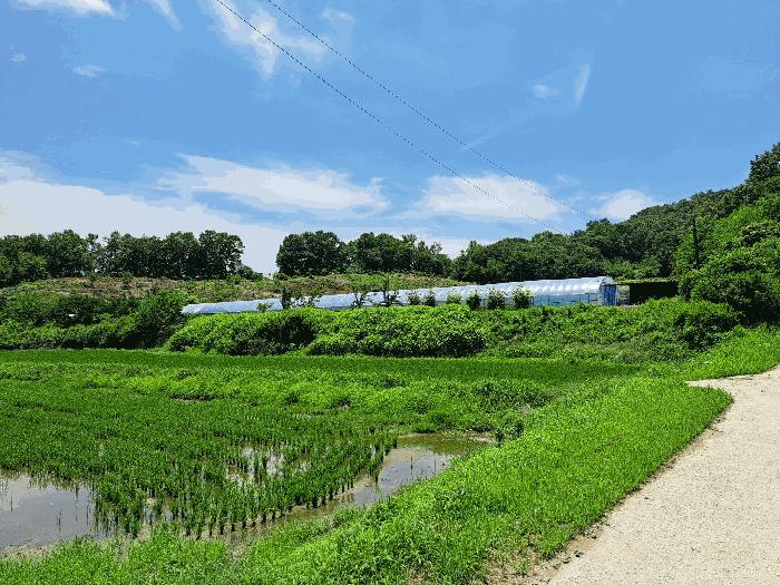 충청북도 충주시 주덕읍 대곡리 662 답 경매 사진 6