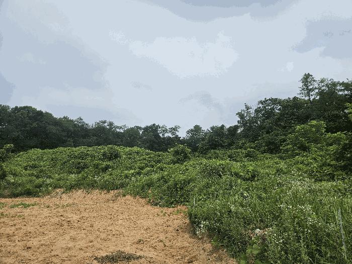충청북도 음성군 대소면 소석리 567 전 경매 사진 2