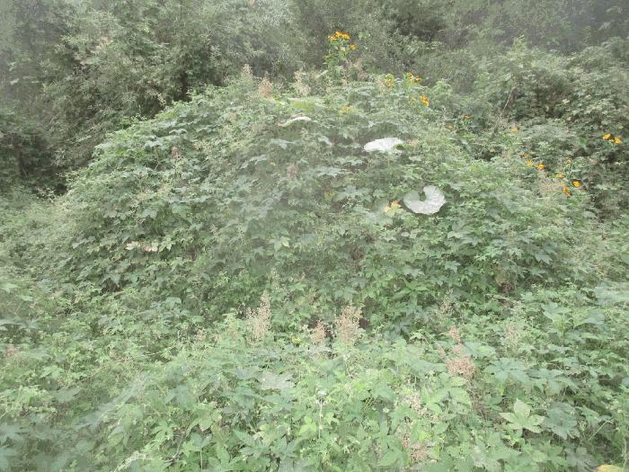 경상북도 포항시 북구 기계면 성계리 1158 답 경매 사진 5