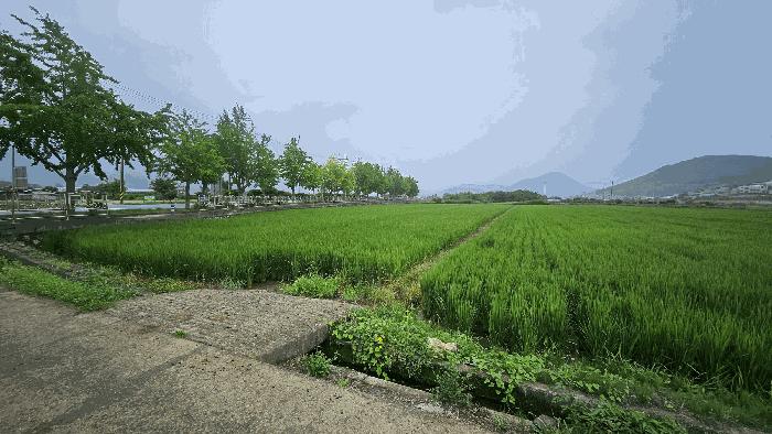 경상남도 거제시 거제면 동상리 686-11 답 경매 사진 1