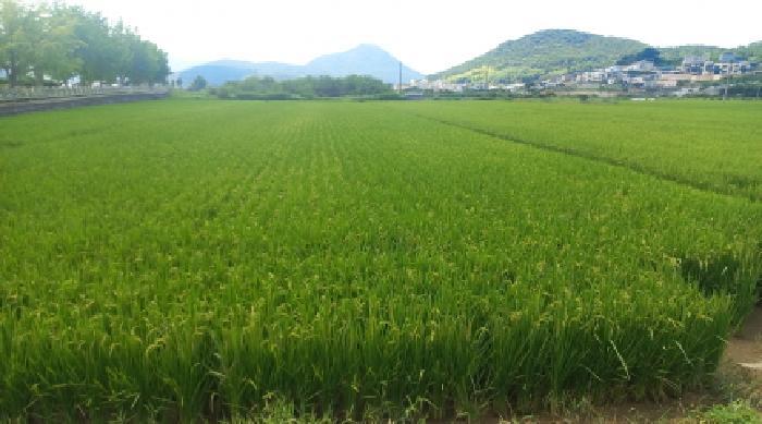 경상남도 거제시 거제면 동상리 686-11 답 경매 사진 5