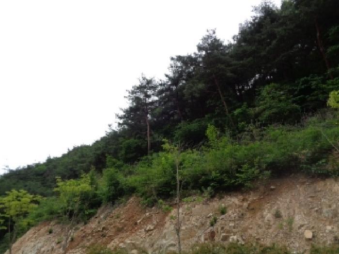 전북특별자치도 김제시 금구면 월전리 산44 임야 경매 사진 8