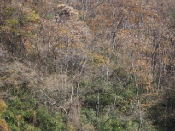 경상남도 밀양시 청도면 구기리 산47 임야 경매 사진 11