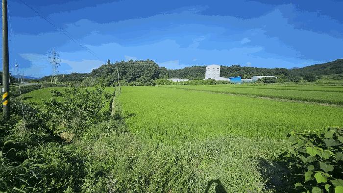 전라남도 강진군 작천면 내기리 395-9 답 경매 사진 2