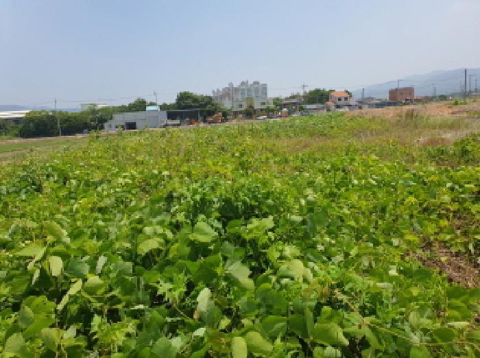 전라남도 강진군 강진읍 평동리 306 답 경매 사진 5