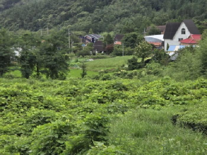 전라남도 강진군 성전면 월남리 747 답 경매 사진 15
