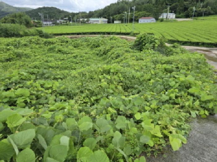 전라남도 강진군 성전면 월남리 747 답 경매 사진 9