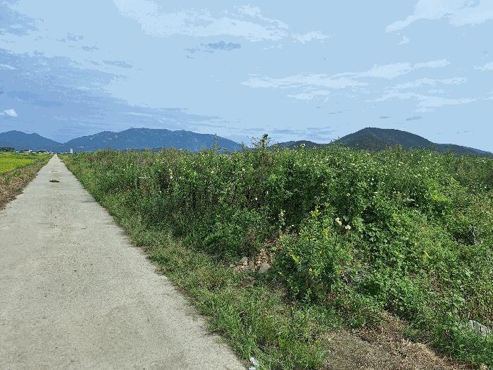 전라남도 장흥군 대덕읍 잠두리 795-1 답 경매 사진 1
