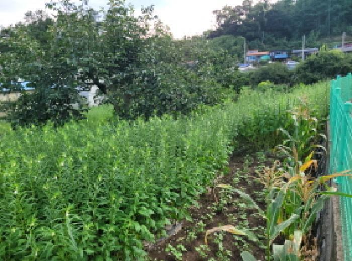 전라남도 보성군 벌교읍 칠동리 874-36 답 경매 사진 15