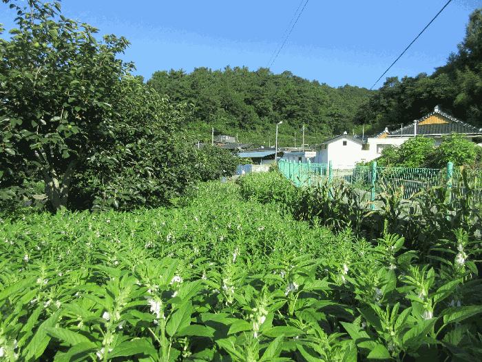 전라남도 보성군 벌교읍 칠동리 874-36 답 경매 사진 2