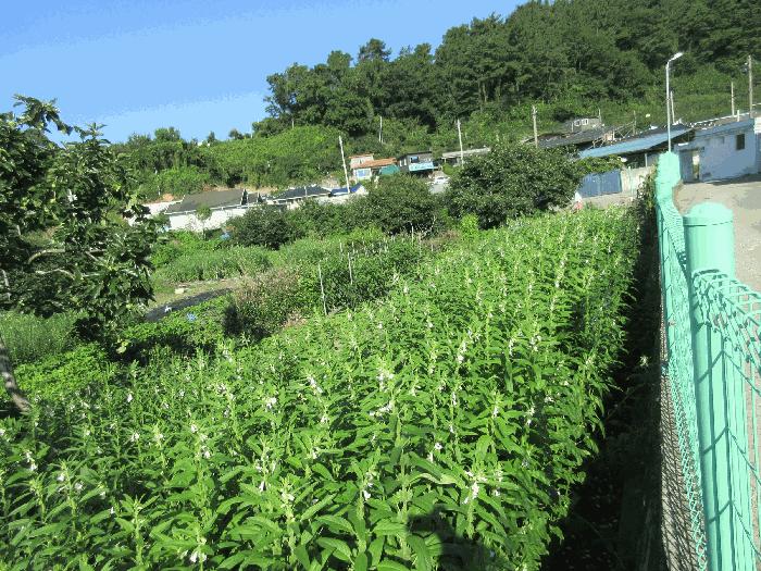 전라남도 보성군 벌교읍 칠동리 874-36 답 경매 사진 5