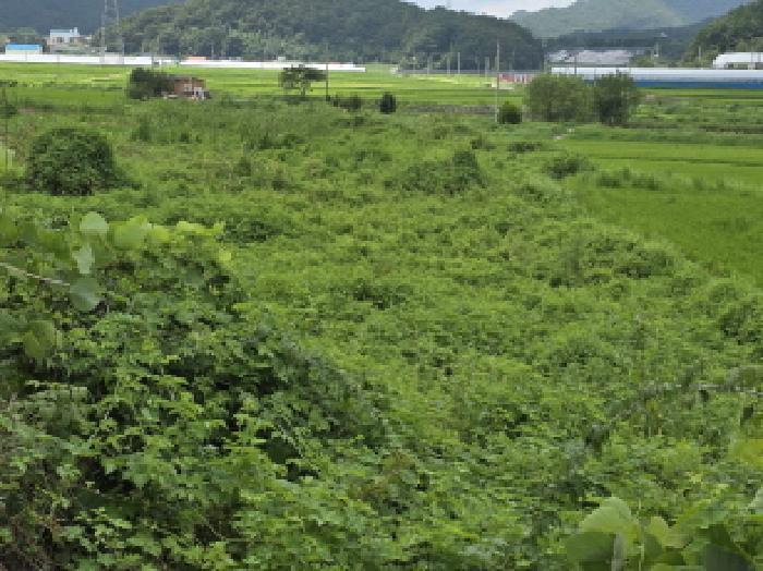 전라남도 강진군 성전면 월평리 400-1 답 경매 사진 3