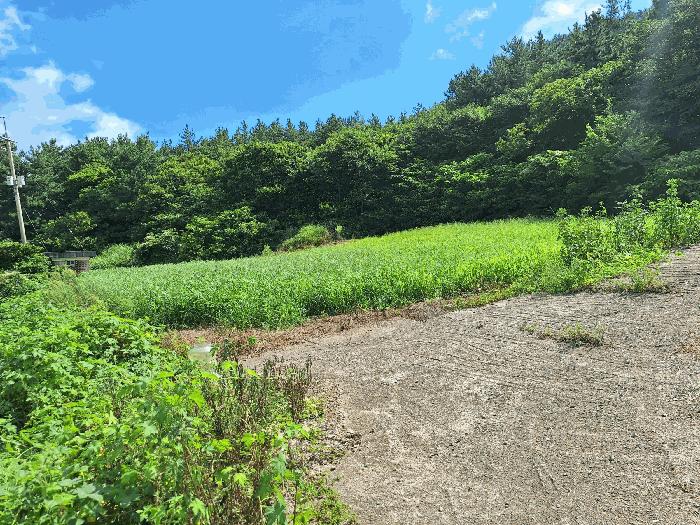 전라남도 장흥군 관산읍 지정리 132-4 전 경매 사진 1