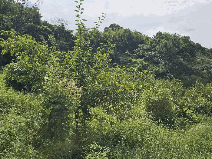 전라남도 순천시 해룡면 대안리 162 전 경매 사진 3
