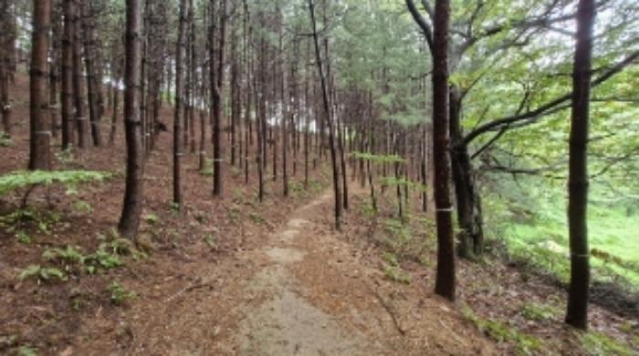 경기도 군포시 산본동 산105 임야 경매 사진 12