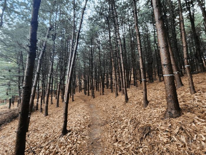 경기도 군포시 산본동 산105 임야 경매 사진 3