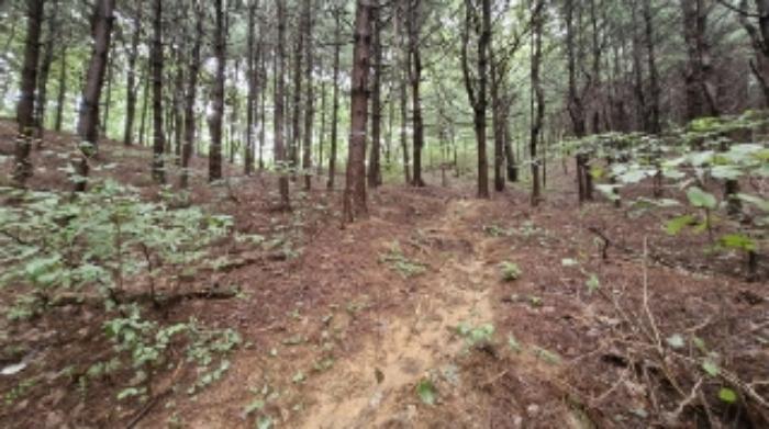 경기도 군포시 산본동 산105 임야 경매 사진 30