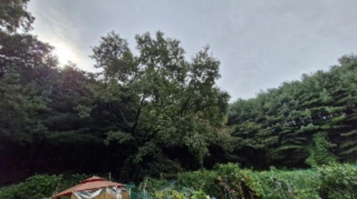 경기도 군포시 산본동 산105 임야 경매 사진 7