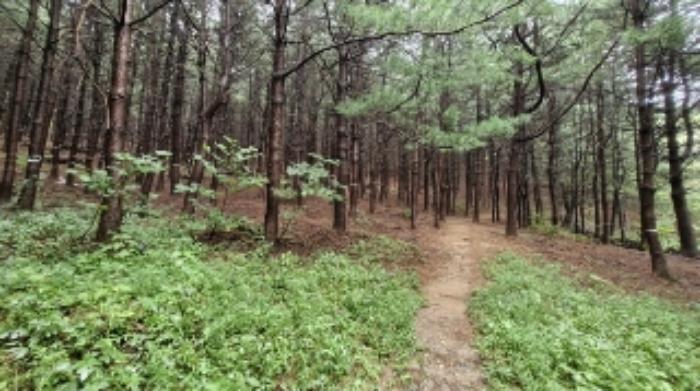 경기도 군포시 산본동 산105 임야 경매 사진 8