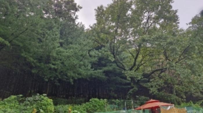 경기도 군포시 산본동 산104-1 임야 경매 사진 10