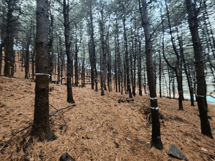 경기도 군포시 산본동 산104-1 임야 경매 사진 6
