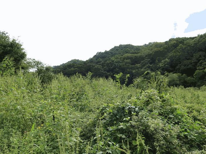 경기도 연천군 신서면 마전리 904 답 경매 사진 3