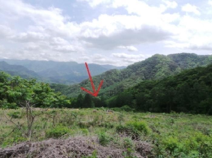 강원특별자치도 평창군 대화면 상안미리 산579 임야 경매 사진 2
