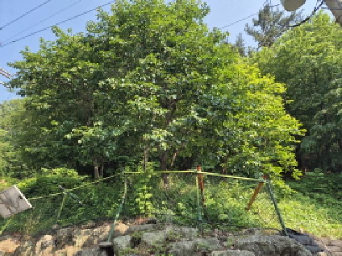 울산광역시 남구 야음동 산149-16 임야 경매 사진 5
