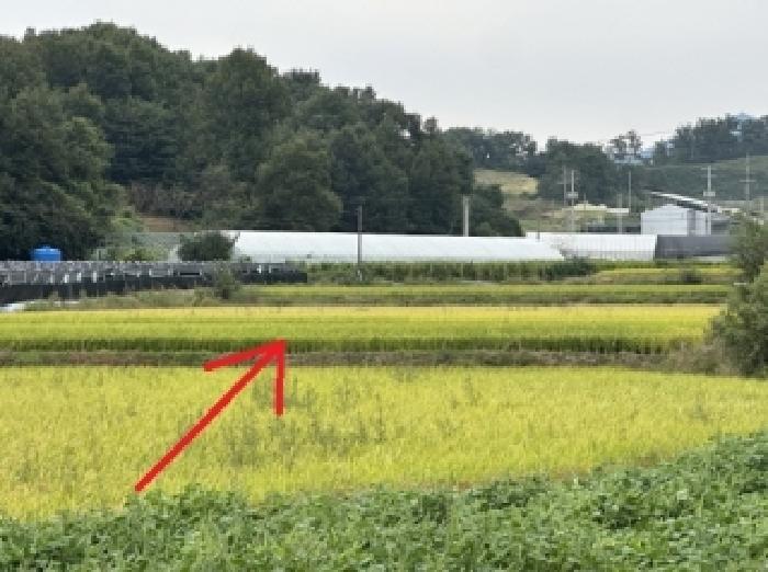 충청북도 증평군 증평읍 사곡리 132 답 경매 사진 3