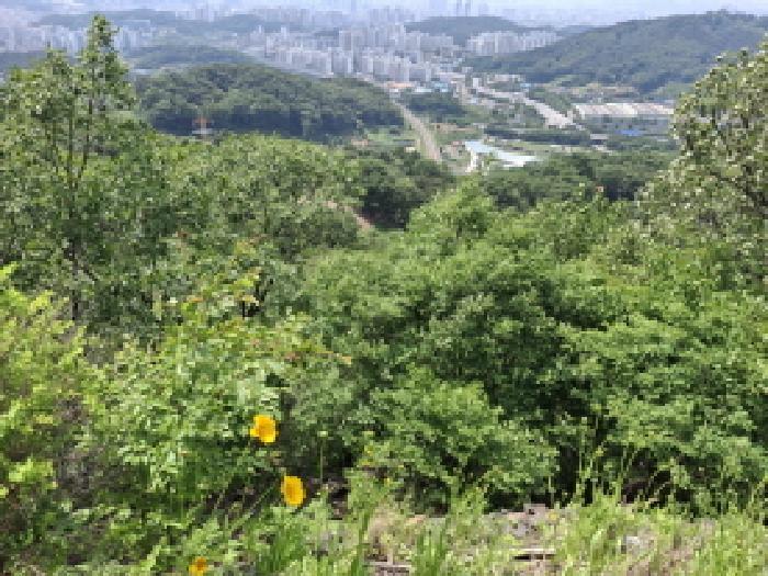 대전광역시 동구 삼정동 산40-1 임야 경매 사진 18