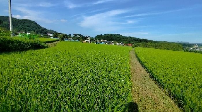 충청남도 홍성군 광천읍 상정리 150 답 경매 사진 12