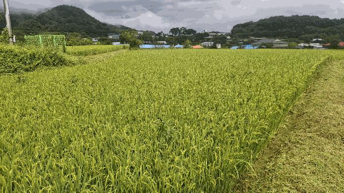 충청남도 홍성군 광천읍 상정리 150 답 경매 사진 4