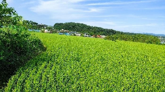 충청남도 홍성군 광천읍 상정리 150 답 경매 사진 9