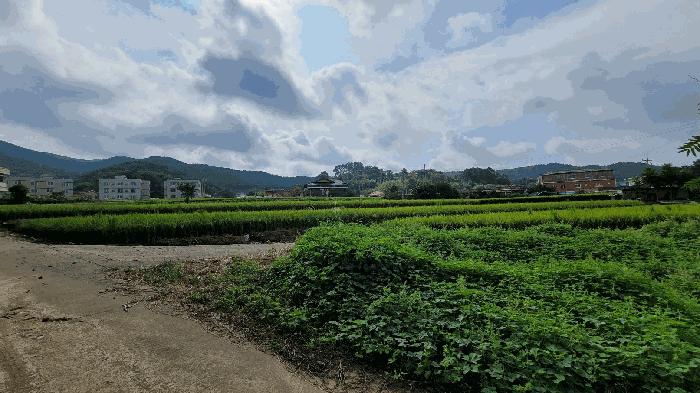 충청남도 보령시 주포면 관산리 229 답 경매 사진 1