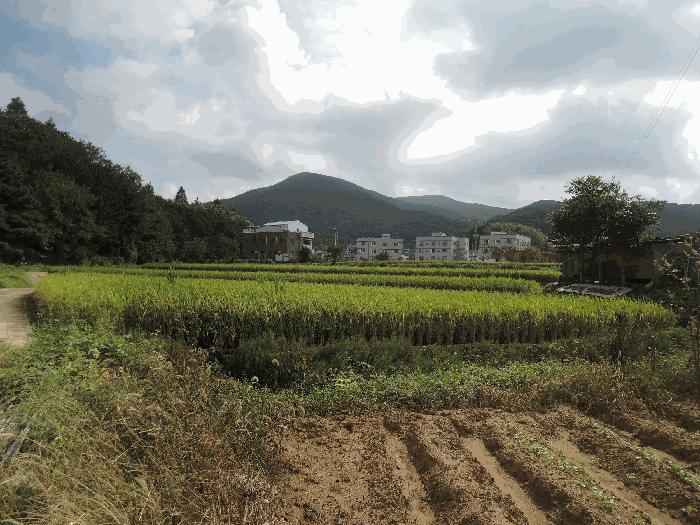 충청남도 보령시 주포면 관산리 229 답 경매 사진 2
