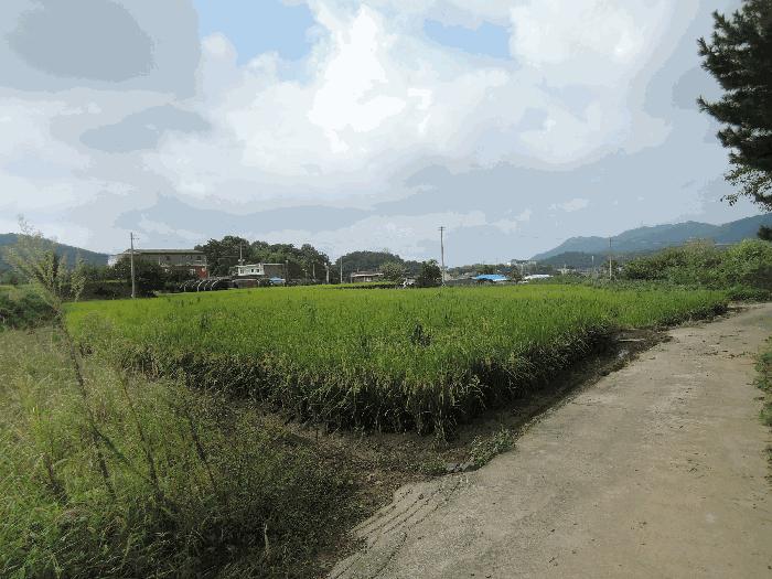 충청남도 보령시 주포면 관산리 229 답 경매 사진 3