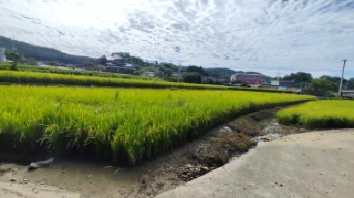 충청남도 보령시 주포면 관산리 229 답 경매 사진 4